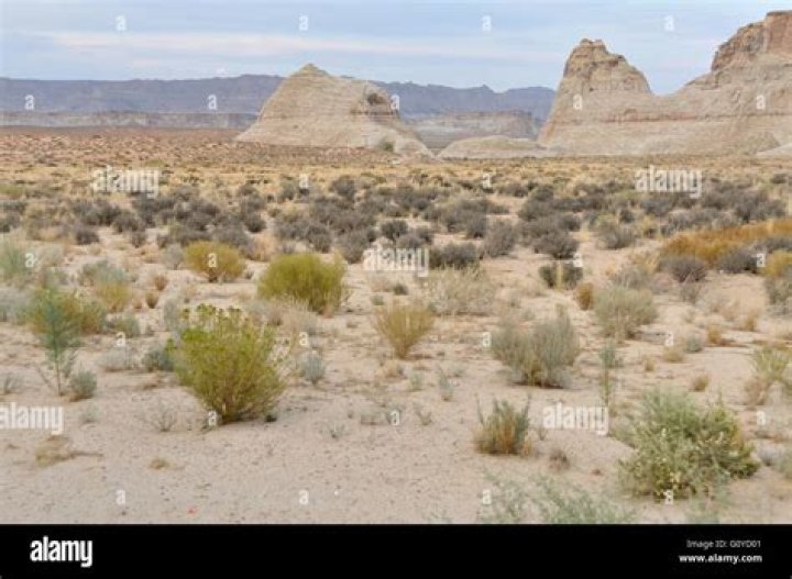 Desert
