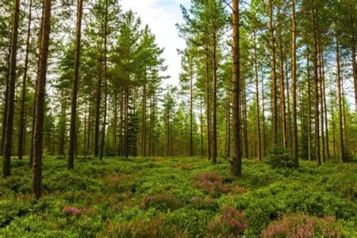 forest