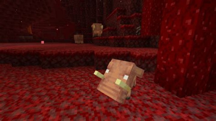 How to tame a Hoglin in Minecraft two Hoglins