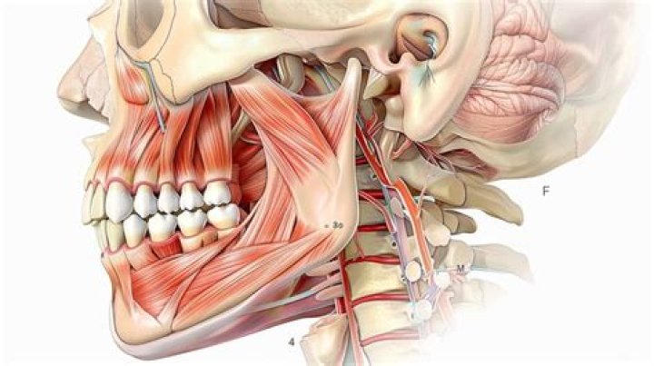 jaw