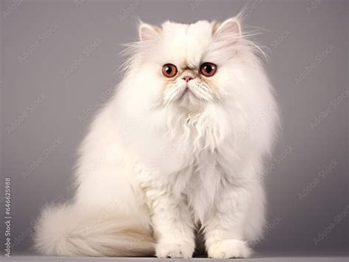 persian
