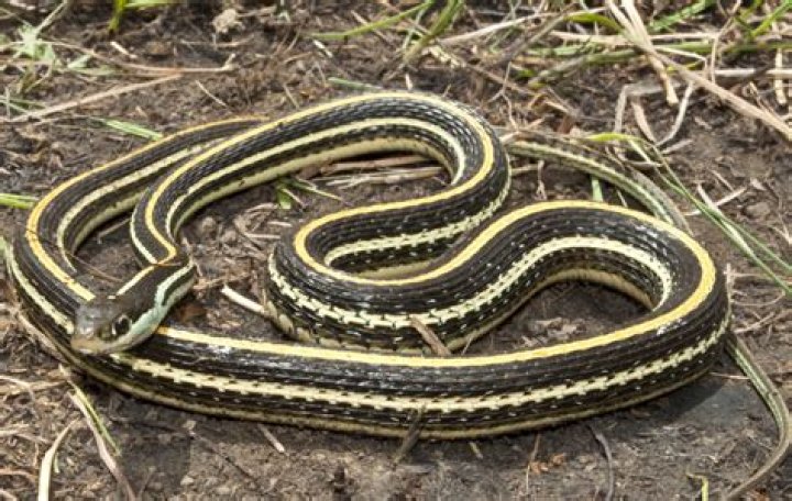 Where to find snakes in Red Dead Redemption 2